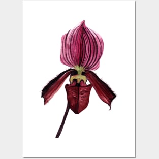 Slipper Orchid Posters and Art